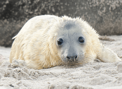 An adult grey seal and pup on the beach at Norfolk.